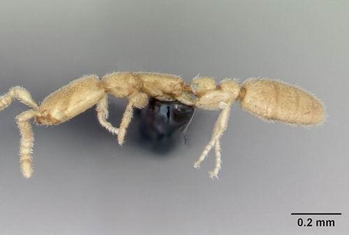 世界上头最小的动物？蚂蚁为什么上头呢