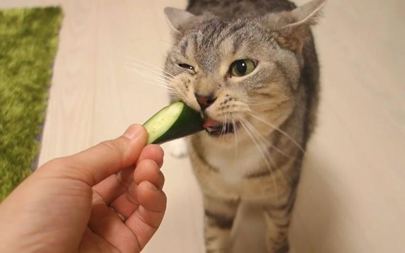 为什么我的猫只爱吃黄瓜？这只猫为什么呢