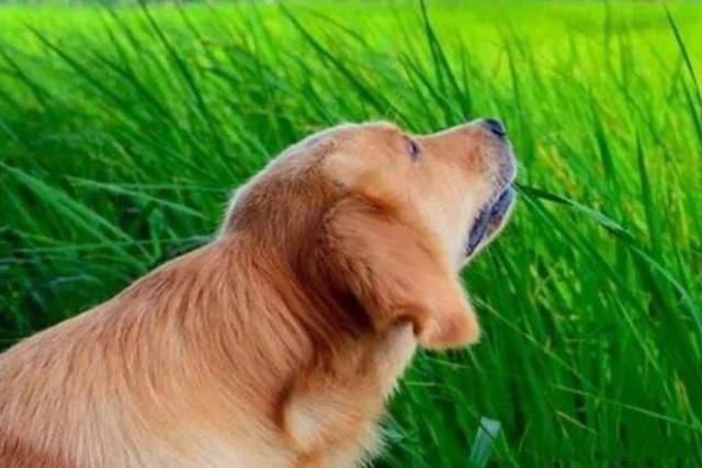 狗狗不停吃草是什么原因？公狗为什么吃草呢