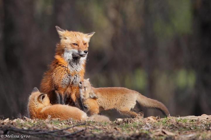 为什么小狐狸虽然仍旧不吃东西,却在一天天长大？小狐狸为什么呢