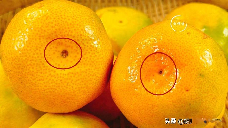 橘子酸是什么原因？桔子为什么是酸的呢呢