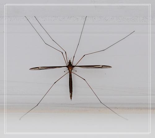 蚊子有几条腿？为什么蚊子只咬腿呢呢-图1