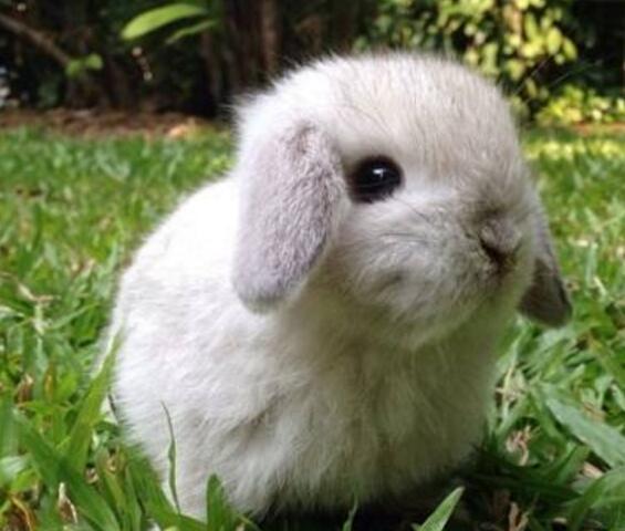 兔子能吃甜的吗？为什么吃糖会牙软呢呢