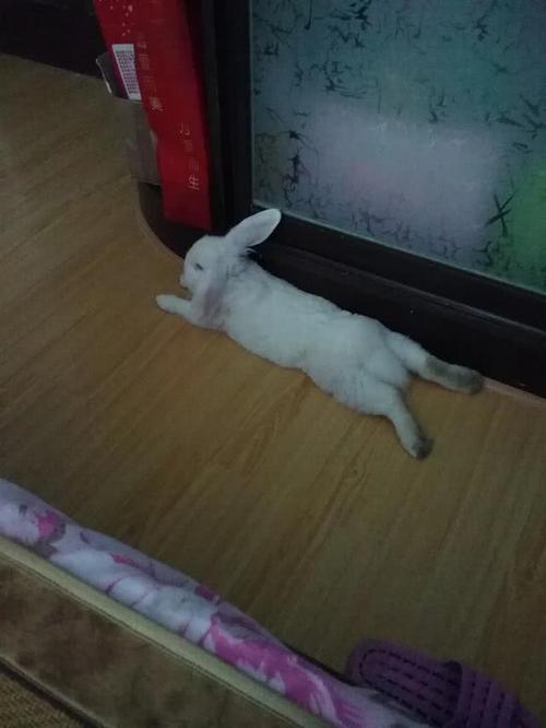 为什么小兔子的肚子光动？兔子为什么会在床上呢呢-图1