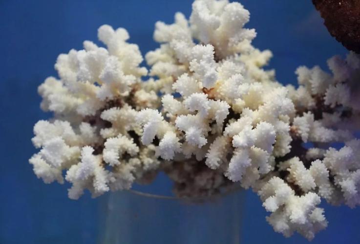 红珊瑚与海石花的区别？琥珀为什么那么娇弱呢-图1