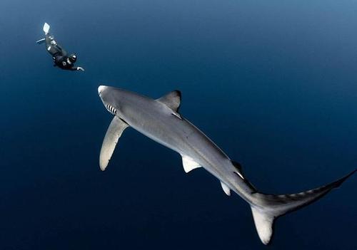 鲨鱼为什么有很高的智商？鲨鱼为什么有智商呢