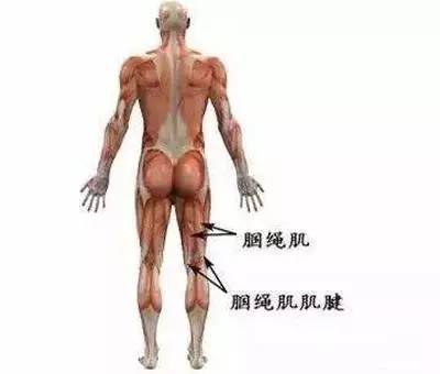 腘绳肌和腘肌有什么区别？为什么会肌腱移位呢