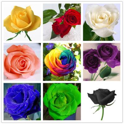 每种颜色的玫瑰所含的寓意是什么？玫瑰为什么要有颜色呢