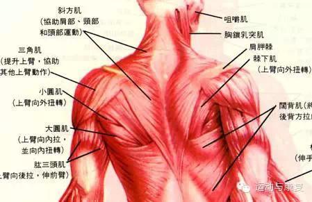 肩膀肌肉疼痛是怎么回事？为什么肩部肌肉难受呢