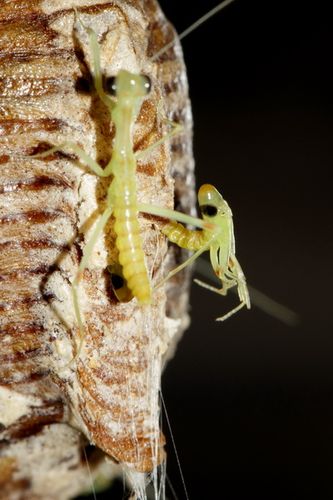 螳螂蜕皮的时候为什么会趴在地上一动不动？螳螂为什么会有壳呢