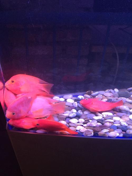 我家的红鹦鹉鱼这几天怎么总想躺着？为什么躺着玩杂技呢