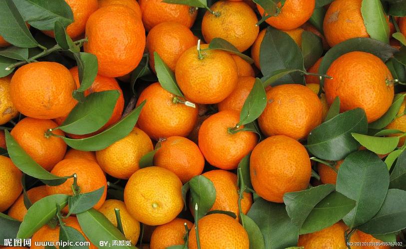 为什么欧洲西部产的柑橘都来自于南欧？欧洲水果为什么甜呢