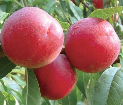 早油桃为什么不能多放唑㇏淦干？为什么春天油桃很贵呢
