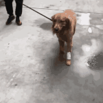 狗为什么会夹着尾巴走路？为什么会走路瘸呢