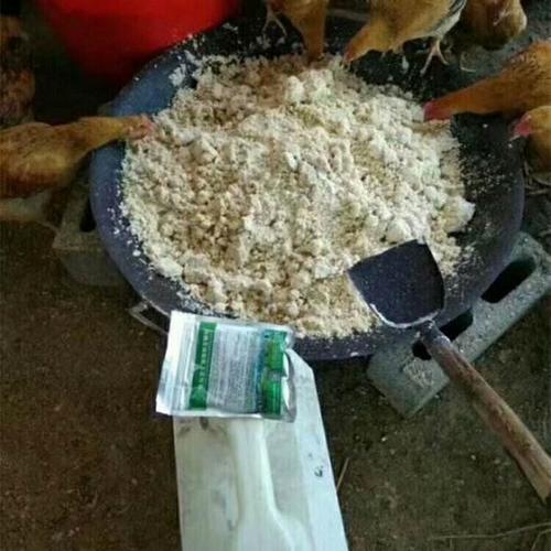 豆腐渣生虫喂鸡的正确方法？为什么豆渣会生虫呢