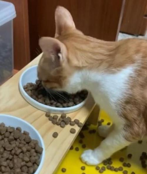 为什么吃饭的时候大猫都让着小猫不和他抢？为什么要让猫吃饭呢-图1