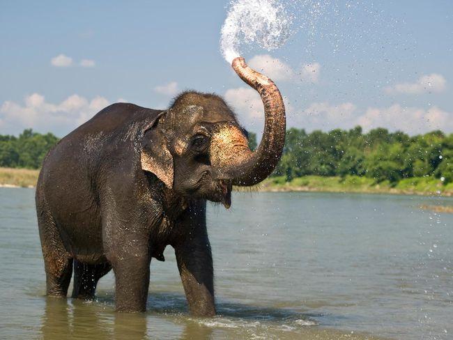一头大象在天上的是什么游戏？大象为什么喜欢洒水呢-图1