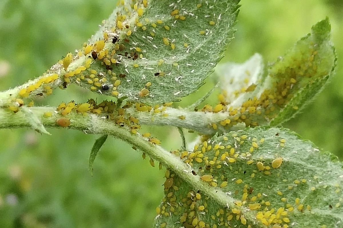 虫子为什么喜欢黄色绿色？为什么蚊虫喜欢黄色呢